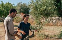 Olive Oil Tasting and Farm Tour in a Regenerative Sicilian Farm