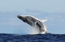 Whale-Watching Boat Cruise in Hermanus with Wine Tasting