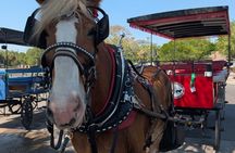 Beaufort Horse Drawn History Tour