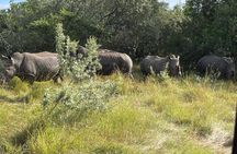 Big Five Safari: 4-Day Ultimate Wildlife Adventure