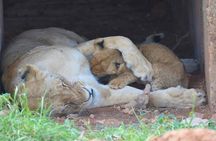 Big Five Safari: 4-Day Ultimate Wildlife Adventure