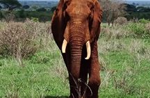 3-Day Masai Mara Air Safari.