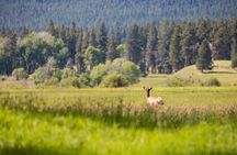 Blackfoot River Guided Tour Wildlife History and Conservation