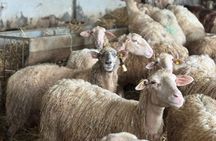 Martano: Hands-On Cheesemaking Workshop in Puglia Near Lecce