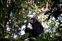 5 Days Uganda Primates Safari