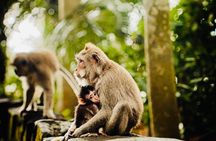 Ubud Monkey Forest, Water Temple, Waterfall, and Rice Terraces