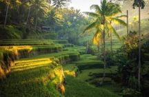 Ubud Monkey Forest, Water Temple, Waterfall, and Rice Terraces