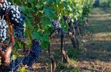 Tasting in the Farm of Wines Oil and Local Products