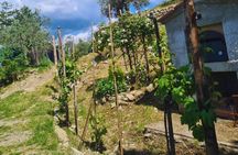 Tasting in the Farm of Wines Oil and Local Products