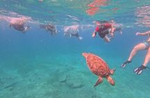 Turtle Snorkeling Experience in Vieques