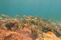Vieques: Sea Turtle Snorkeling Small-Group, Photos & Snacks