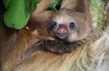 Monteverde Tropical Forest night tour