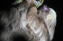 Monteverde Tropical Forest night tour