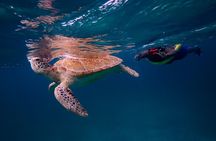 Aruba Turtle Spotting Snorkeling Adventure - Private + FREE video