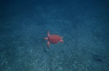 Aruba Turtle Spotting Snorkeling Adventure - Private + FREE video