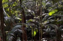 Outdoor Nature Walk on Jaraguá Rainforest