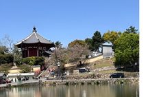 Nara Afternoon Sake Walk: Brewery Visit, Tastings & Local Streets