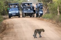 Private Tour from Hiriketiya to Ella with Yala Safari