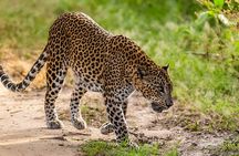 Private Tour from Hiriketiya to Ella with Yala Safari