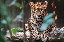 Private Tour from Hiriketiya to Ella with Yala Safari