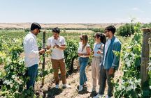 Toledo Walking Tour and Wine Tasting Experience