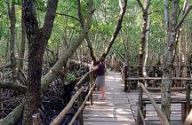 Dolphin tour,Jozani forest,kuza cave,Paje Beach & Rock restaurant