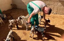 Cheese Making Workshop in Fuerteventura with Breakfast
