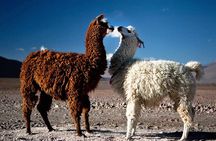 Salar de Uyuni and Lagunas Tour 2 Days 1 Night
