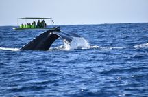 Whale Watching Experience