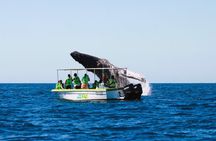 Whale Watching Experience
