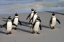Private Tour: Cape Peninsula & Penguin Beach, Cape Point & more