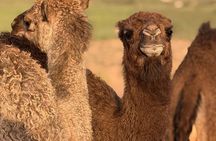 Agafay Desert Experience: Quad Camel Ride & Dinner from Marrakech