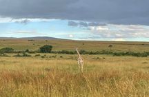 3 Days Masai Mara Budget Private Safari - Classic 4x4 Jeep Tour