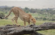 3 Days Masai Mara Budget Private Safari - Classic 4x4 Jeep Tour