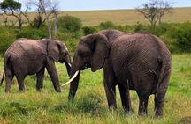 3 Days Masai Mara Budget Private Safari - Classic 4x4 Jeep Tour