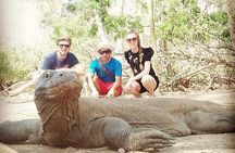Komodo Island One Day Trip from Bali with Flight and Private Boat