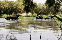 Private Tour of Desert Castles Eastern Jordan with optional Azraq Wetland Visit