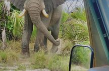 Mikumi Wildlife Safari & Game Drive with Lunch from Dar es salaam