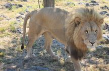 Half-Day Lion Park Safari from Johannesburg