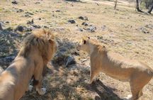 Half-Day Lion Park Safari from Johannesburg