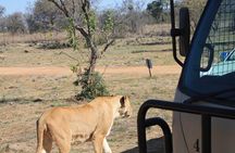 Half-Day Lion Park Safari from Johannesburg