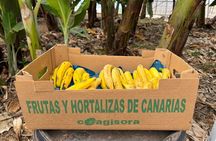 Tenerife : Banana Plantation and Wine Tasting in Winery