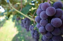 Family Vineyard Tour with Juice Tasting and Pairings