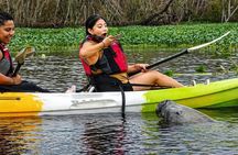 Small Group Manatee Discovery Kayak Tour near Orlando