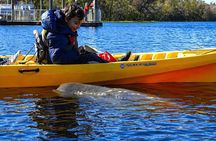 Small Group Manatee Discovery Kayak Tour near Orlando