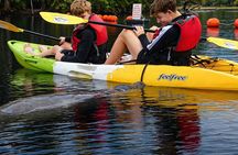 Small Group Manatee Discovery Kayak Tour near Orlando