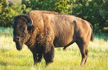 Private Mount Rushmore & Black Hills Tour w/ Former Park Ranger