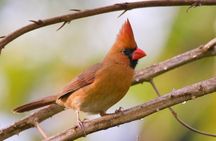 Bird watching in Ixtapa
