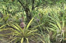 Antigua Tour and Never Ending Adventures
