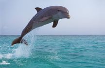 Dolphin Excursions , Sunset Tours and Snorkeling & Shelling Tours